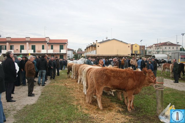 Fiera del Bestiame (12).JPG